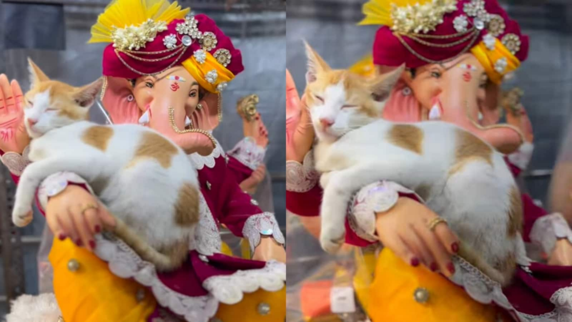 'Bro is in safe hands': Adorable video shows cat sleeping peacefully on Lord Ganesh idol's hand, melts hearts | Trending