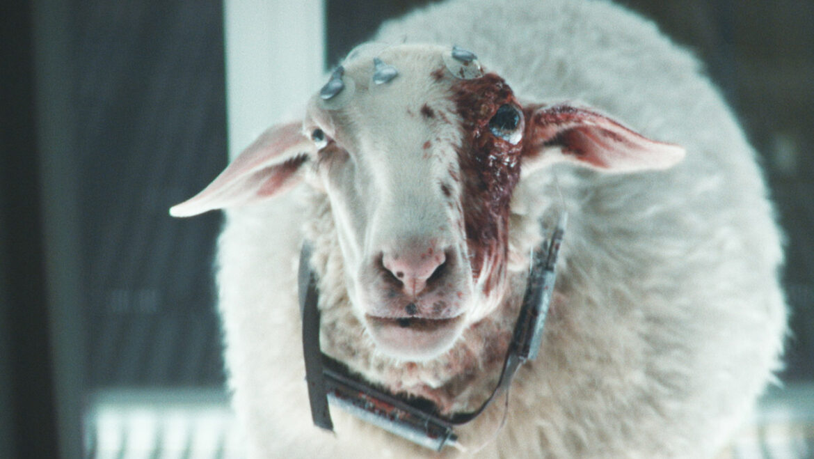 FX's Alien: Earth; Sheep.