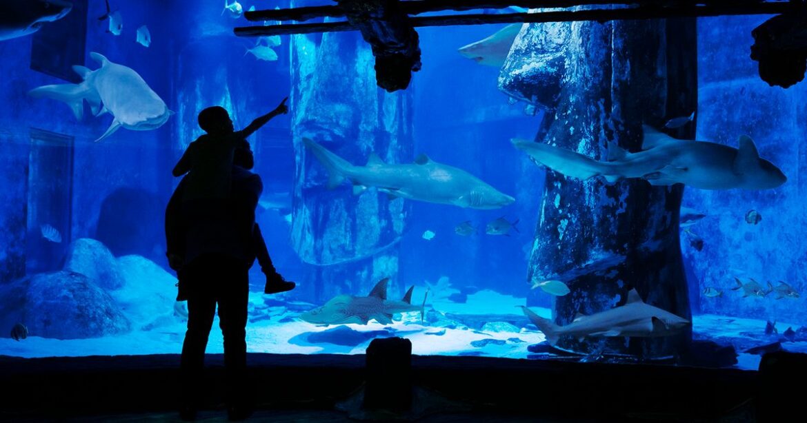 How to get cheap SEALIFE London Aquarium tickets in 2025