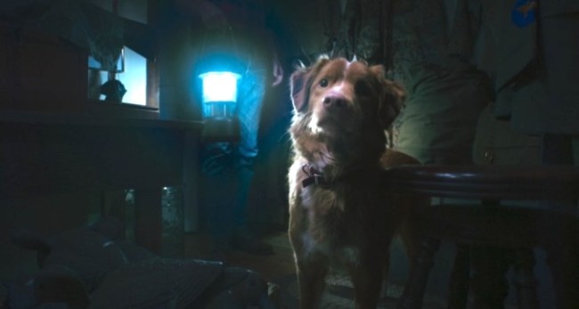 IFC Gives Dog-POV Horror Movie 'Good Boy' Wide Release Oct. 3