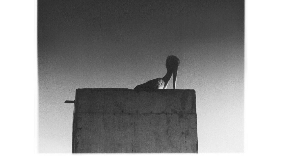 Ø: Sysivalo Album Review | Pitchfork