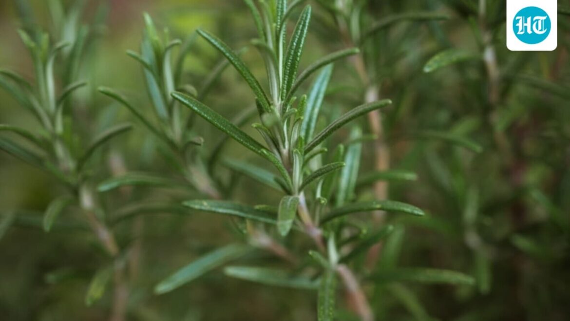 Rosemary tied to stress relief, possible role in Alzheimer’s treatments: Study