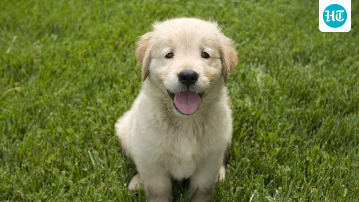 Think Omega-3s are just for you? Your dog needs it too: Vet shares top nutrients for growing pets