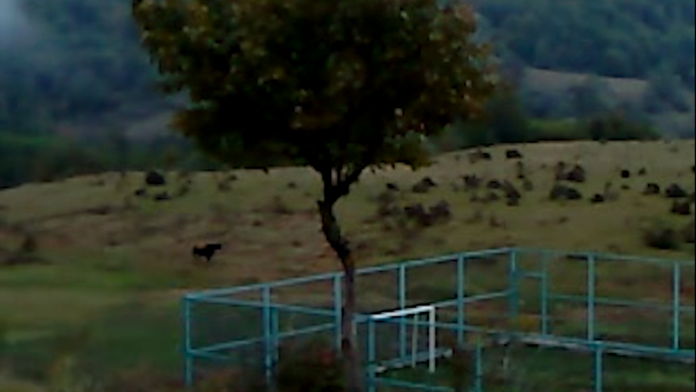 Toronto Film 'Dry Leaf' Finds North American Home with Cinema Guild