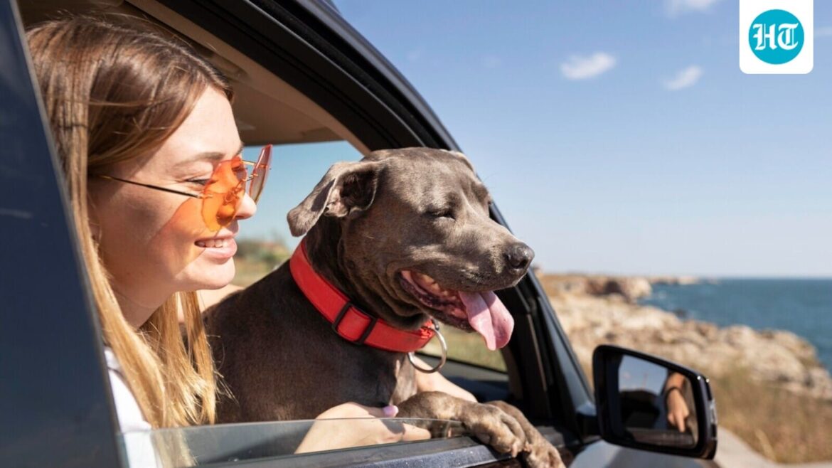 World Tourism Day 2025: Vet shares 5 simple tips for keeping pets comfy when they are your travel partner