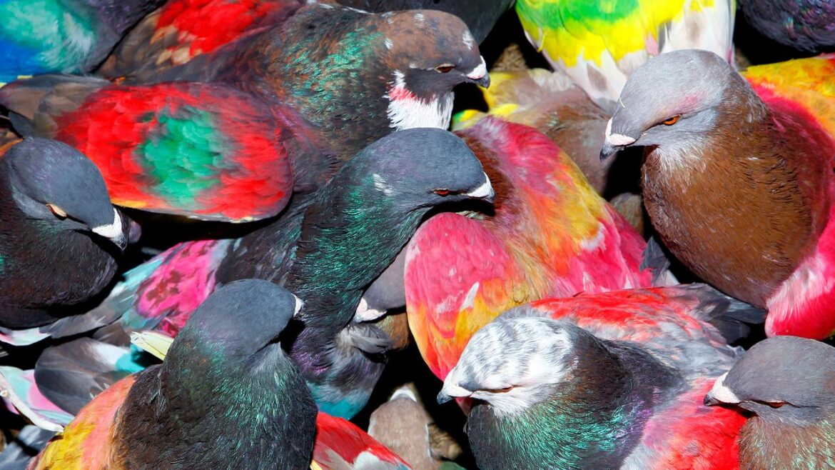 Blawan: SickElixir Album Review | Pitchfork