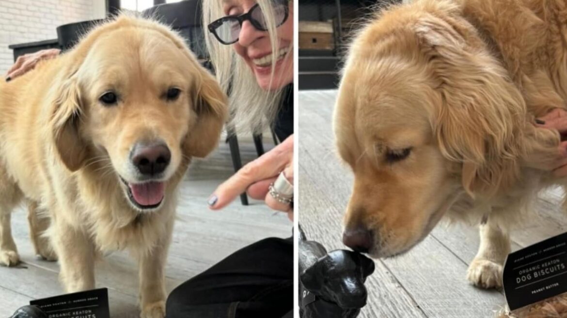 Diane Keaton death: Godfather actress' final post featured her beloved Golden Retriever, Reggie