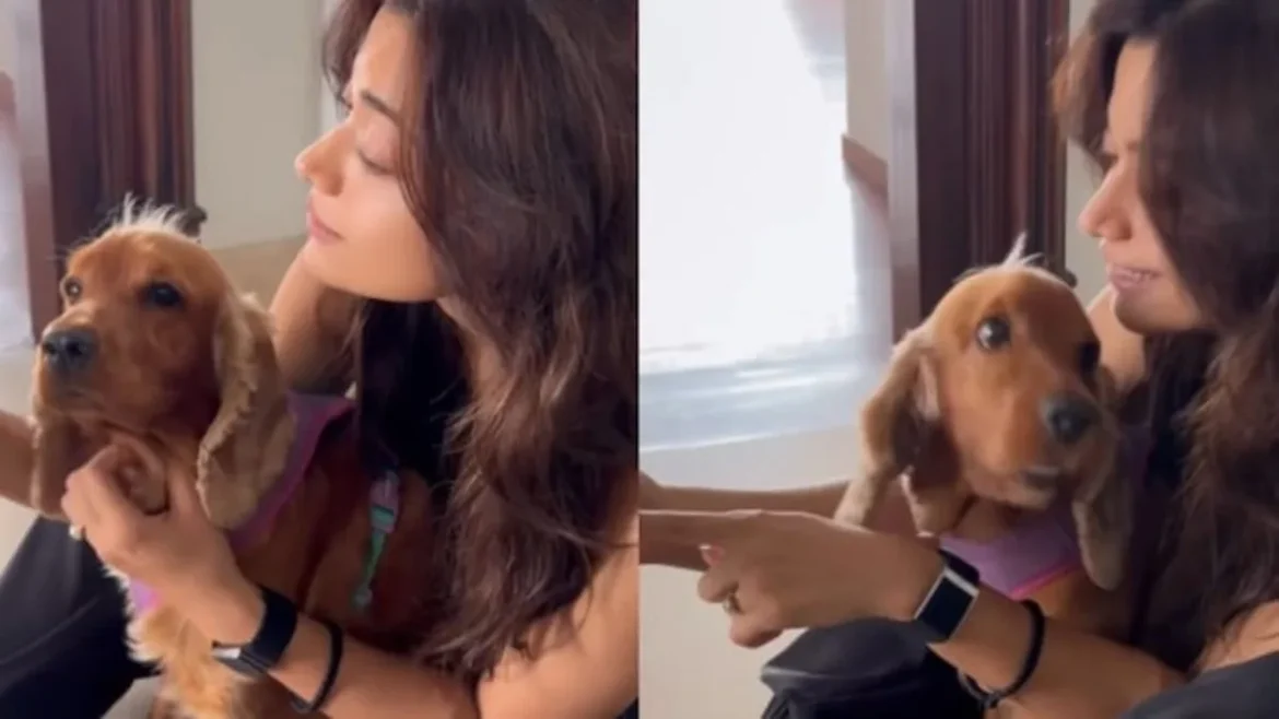 Rashmika Mandanna's Recent Video Playing With Her Dog Show Her Secret Engagement Ring With A Big Diamond